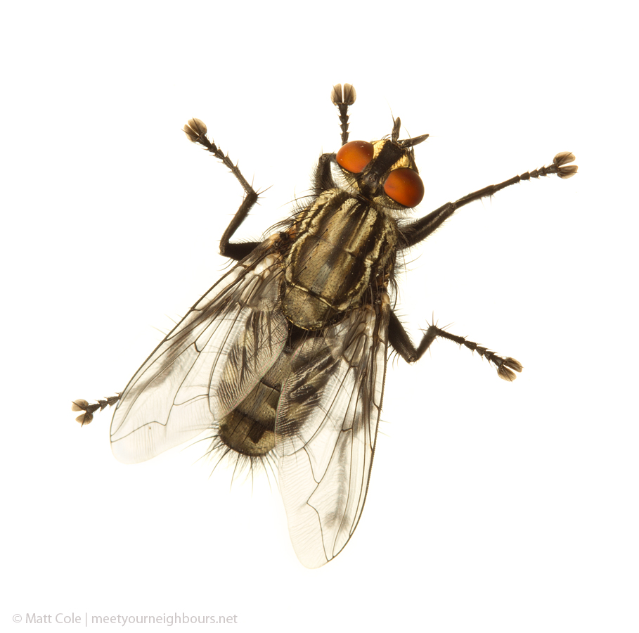 MYN Flesh Fly 2